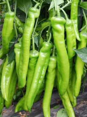 淮阳卖薄皮辣椒苗,郸城大果牛角椒苗育苗厂2026